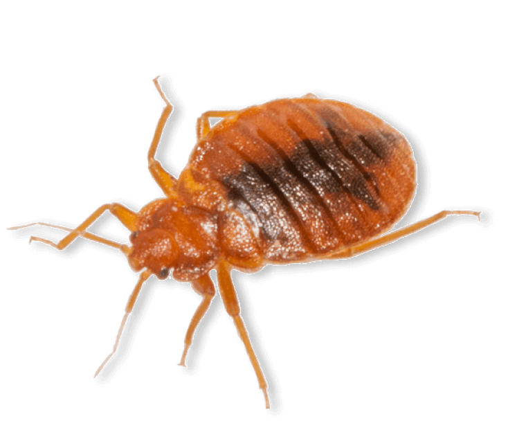id-image-bedbugs Bedbugs