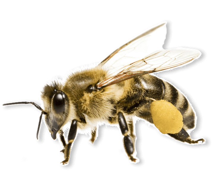 id-image-bees Bees
