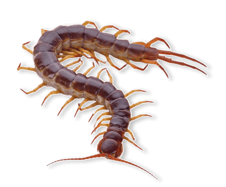 id-image-centipede Centipedes