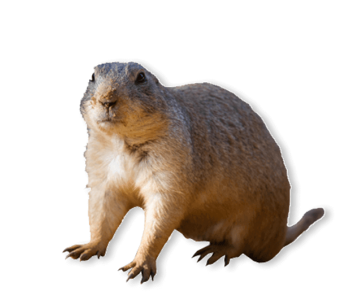 id-image-gopher Gopher