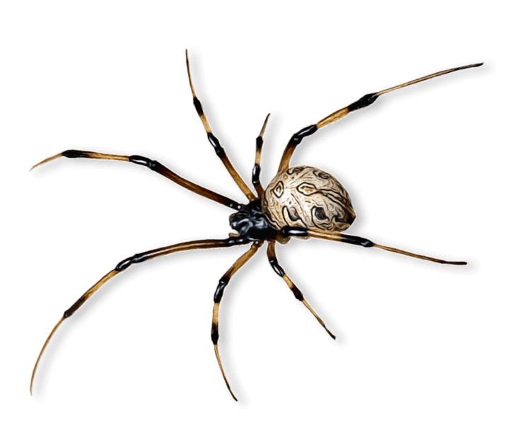 id-image-spider Spider