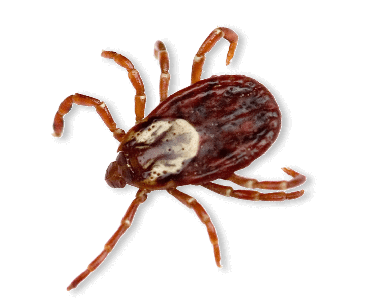 id-image-tick Tick