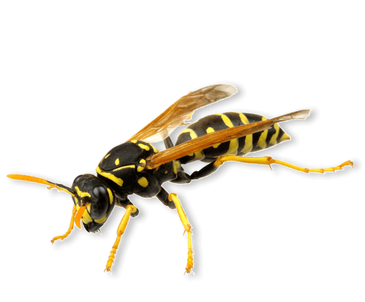 Wasp