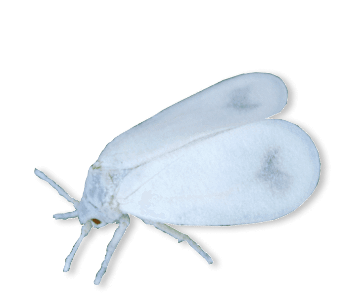 id-image-whitefly Whitefly