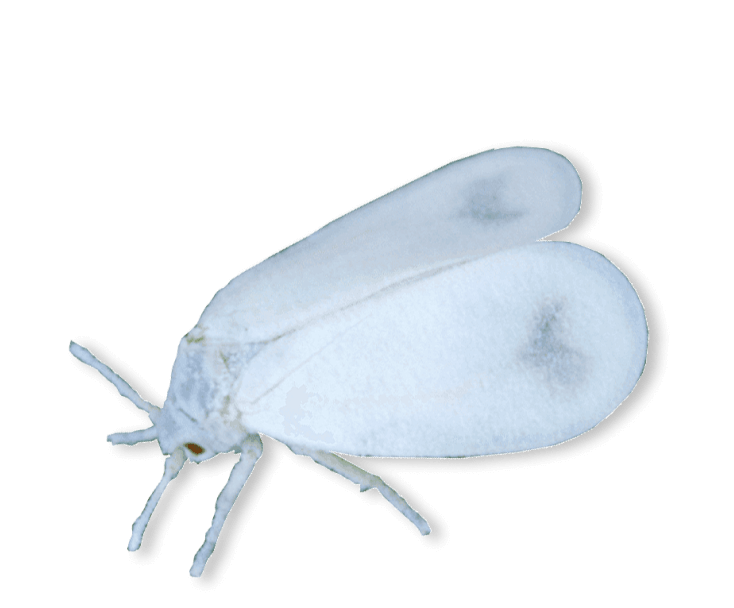 Whitefly