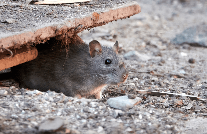 mice-first-service Mice - First Service Visit