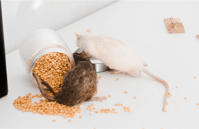 mice-fourth-service Mice Institute Maintenance
