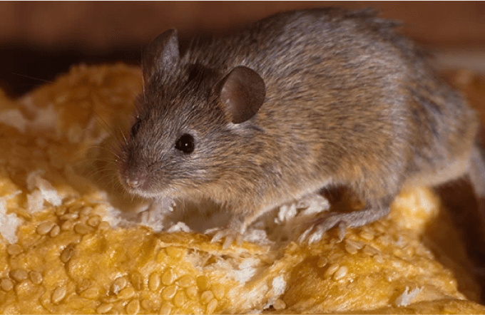 mice-second-service Mice Second and Third Visits