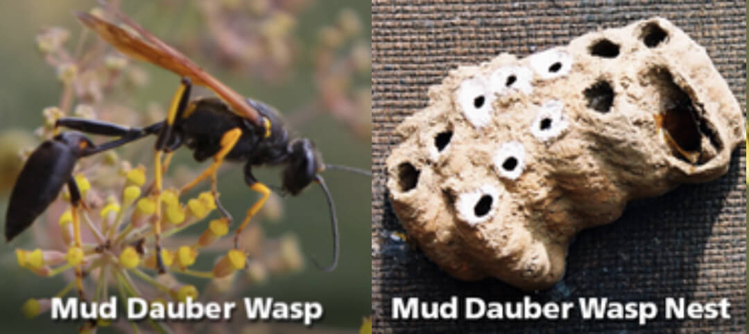 Mud Dauber Wasp