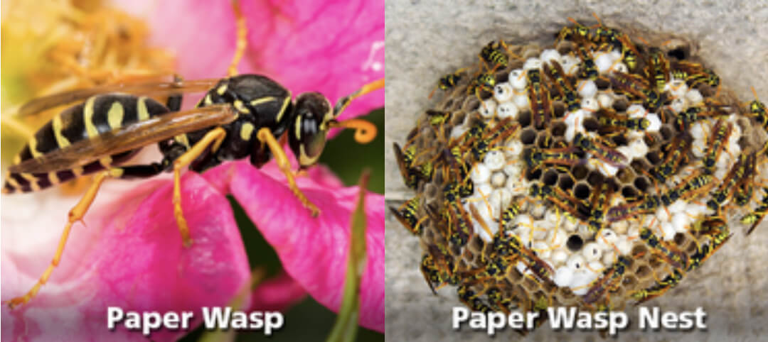 Paper Wasp