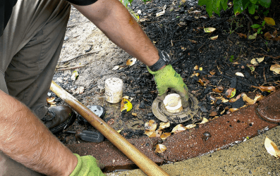 Termite Control Services