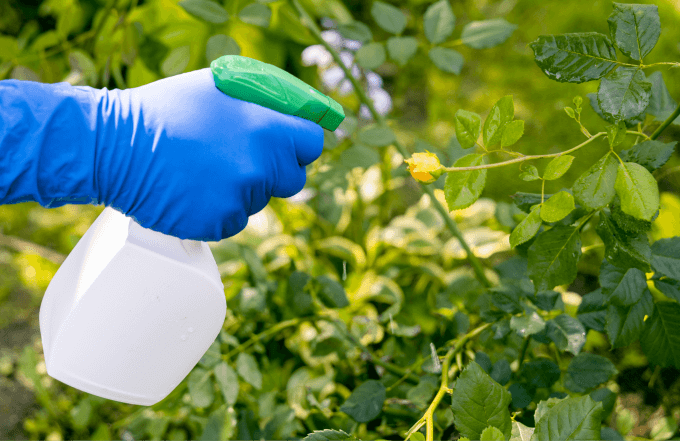treatment-aphid-2 Treatment Aphid