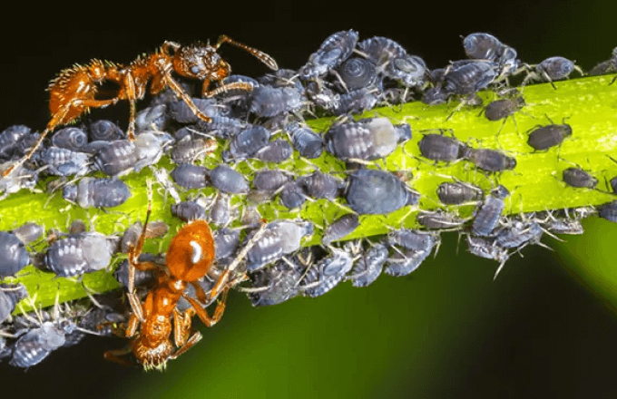 how-to-get-rid-of-aphids-with-corkys-aphids-treatment How To Get Rid of Aphids with Corkys Aphids Treatment