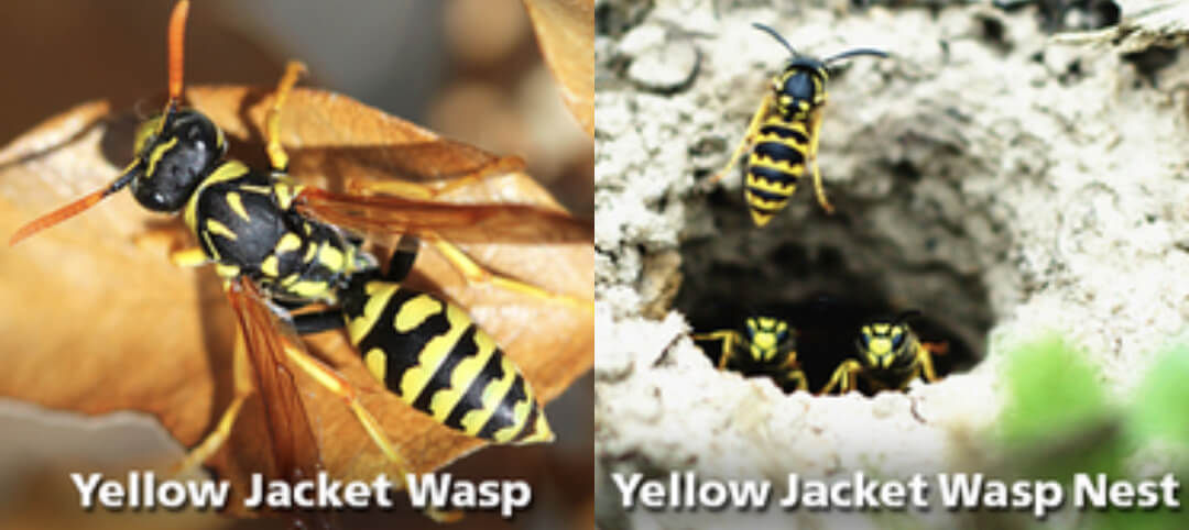 Yellow Jacket Wasp