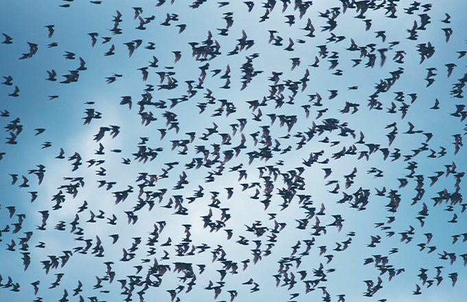 bats at dusk Bats at Dusk