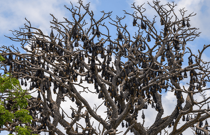 bats in tree Bats in Tree