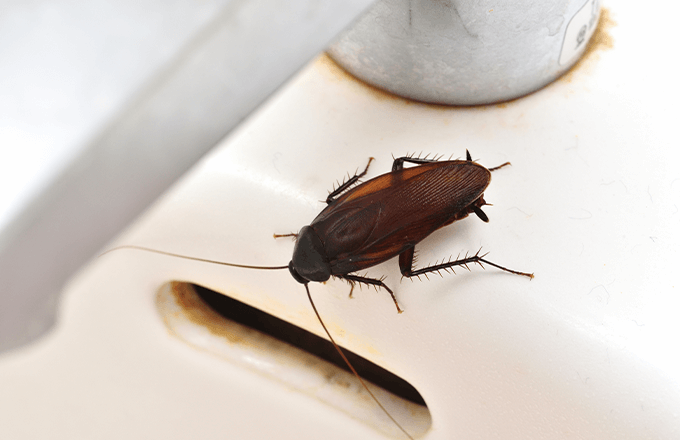 Cockroach in Sink