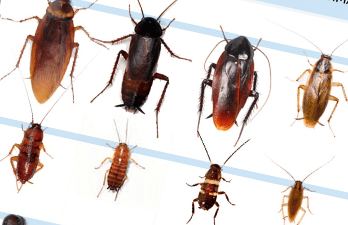 cockroaches-types Cockroaches Types