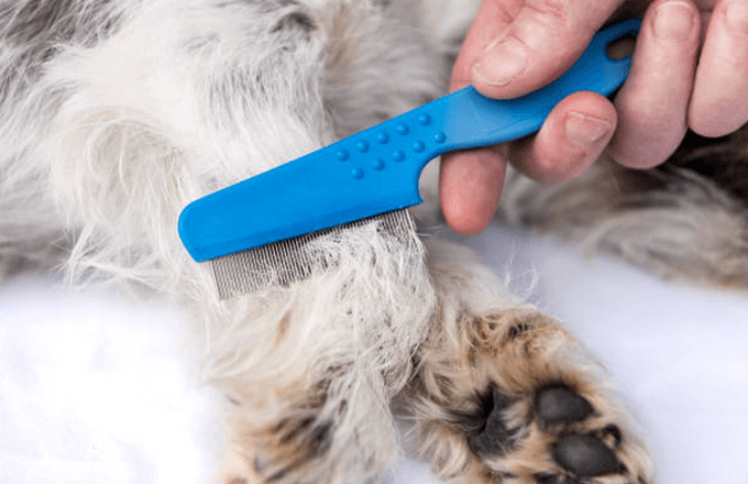 fleas on dog fleas on dog