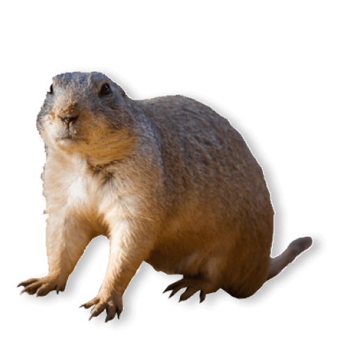 Gopher