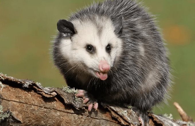 oppossum Oppossum