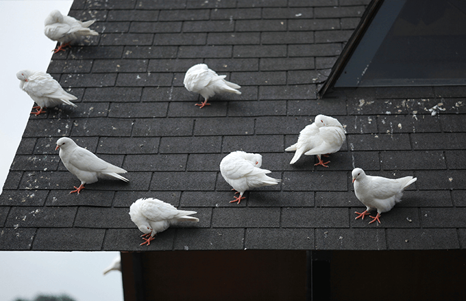 pigeons Pigeons