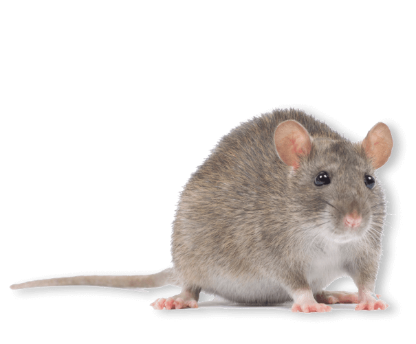 Rat