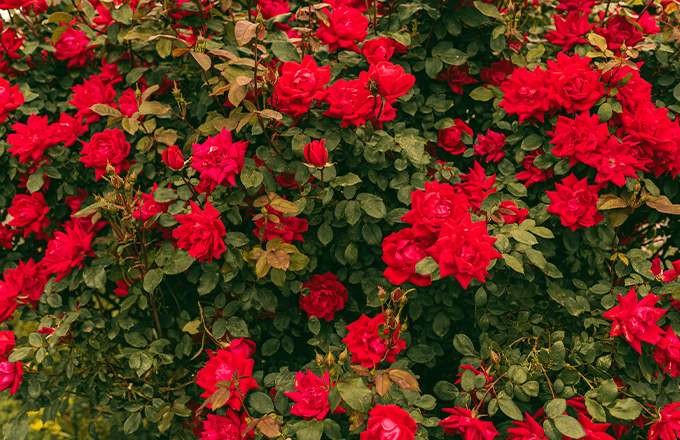 rose-bushes Rose Bushes
