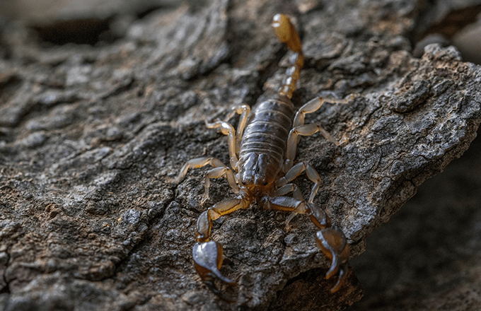 scorpion-photo Scorpion