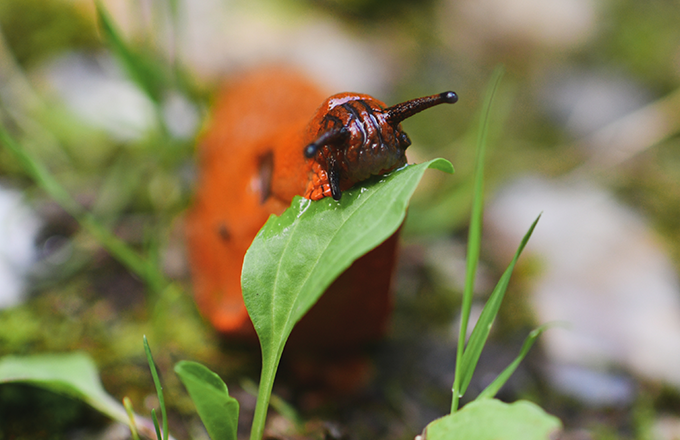 slug Slugs