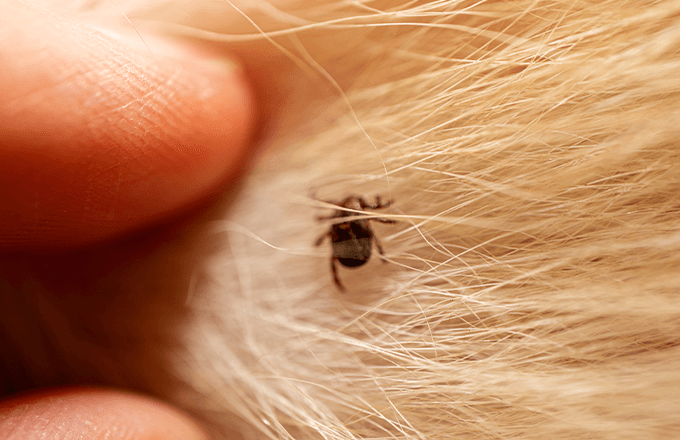 tick-on dog Tick on Dog