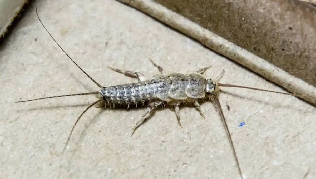 silverfish-control SIlverfish