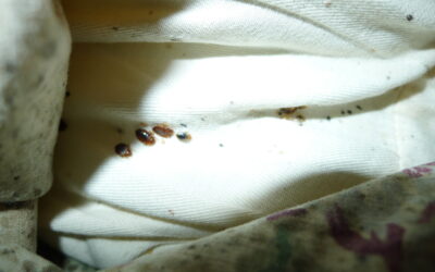 Understanding Bed Bugs in California