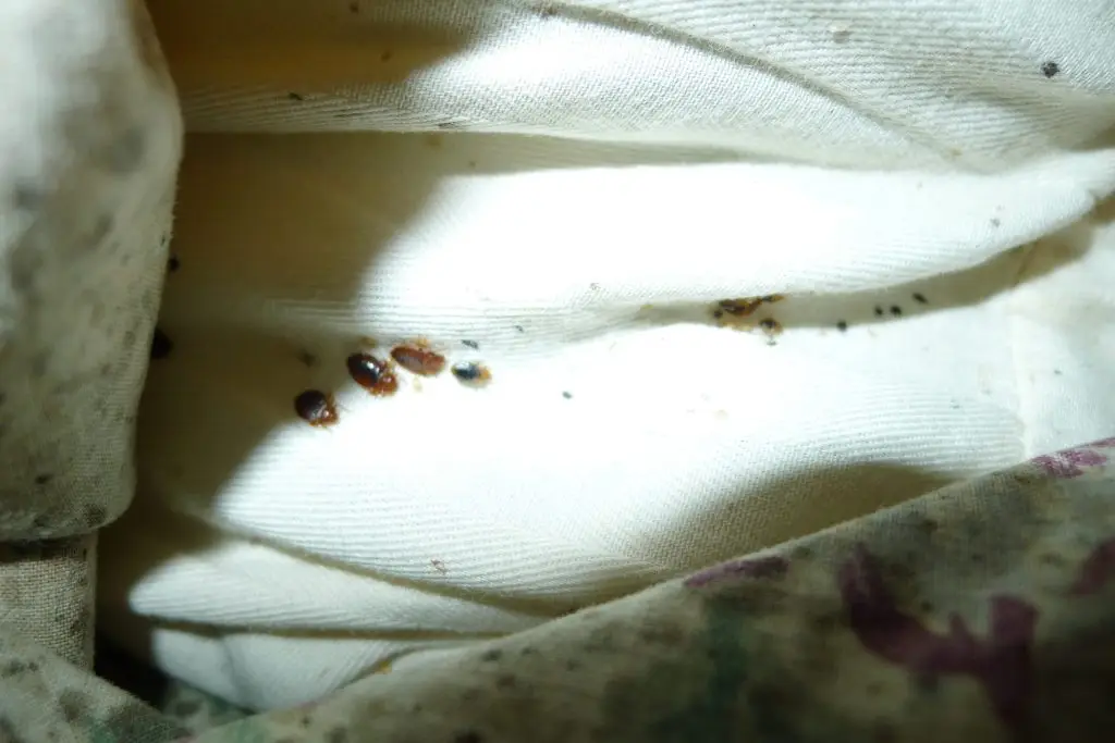 Several bed bugs clustered on white fabric with visible brown and reddish coloring