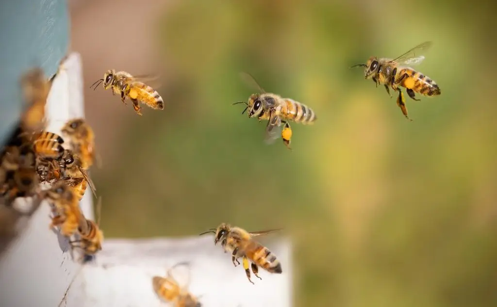 Multiple honeybees with yellow pollen baskets flying toward a white beehive entrance.