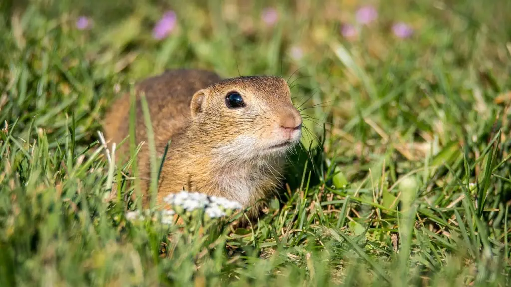 A ground squirrel or prairie dog sits alert in short grass with small purple flowers visible in the background
