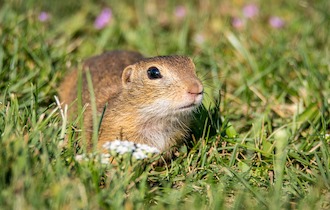 california gopher