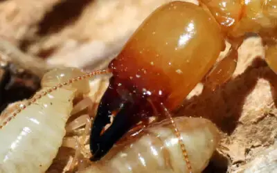 Close-up of termites on sandy soil, showing pale worker termites and a darker soldier termite with enlarged head