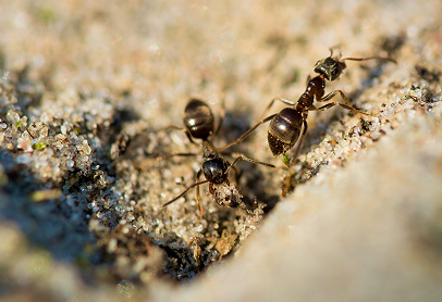 Several ants walking on sandy soil near a small water droplet