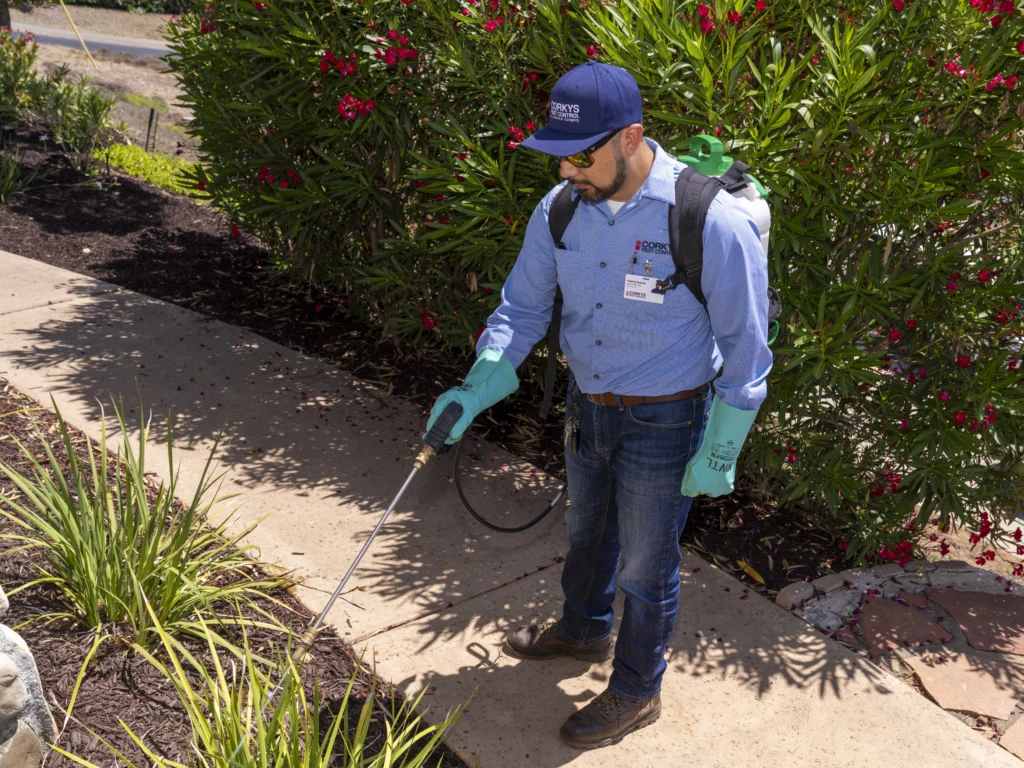 Pest control professional in blue uniform spraying insecticide along landscaping near flowering shrubs