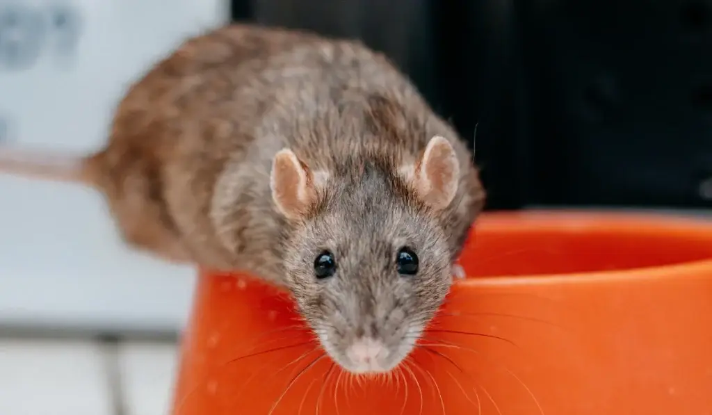 Gray rat with pink ears looking directly at camera above an orange container