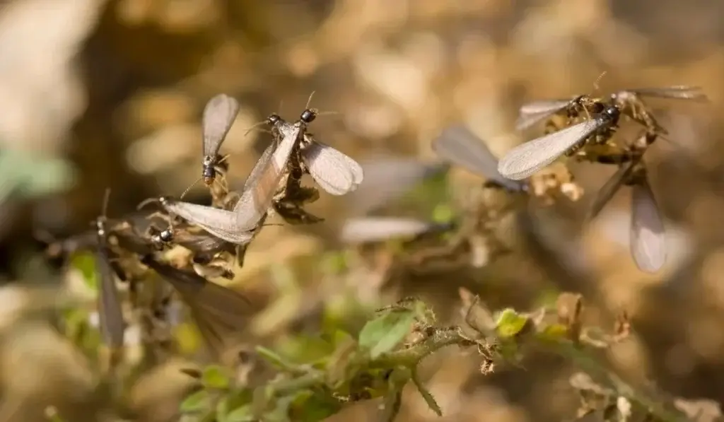 Multiple termites with white wings swarming among dried plant stems and green foliage.