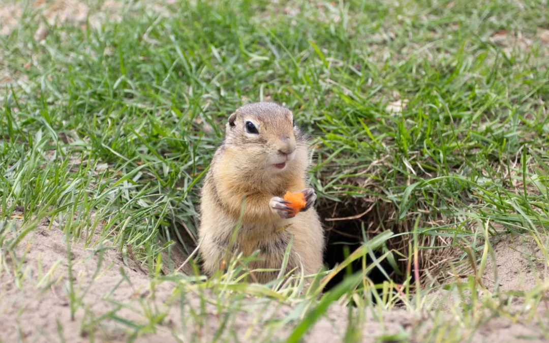 Gophers in Irvine, CA: A Comprehensive Homeowner Guide
