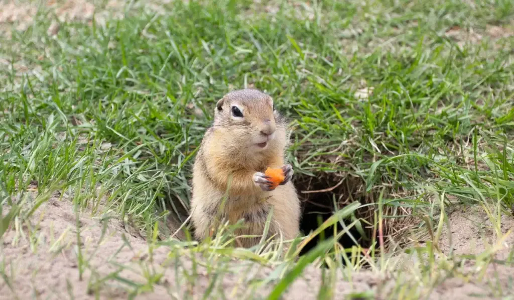 A ground squirrel holding an orange food item near its burrow in grass and soil