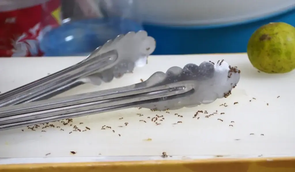 Kitchen utensils with numerous ants crawling on white surface near a green apple
