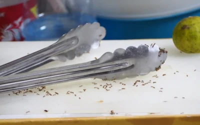 How to Get Rid of Ants in the Kitchen (Without Making It Worse)
