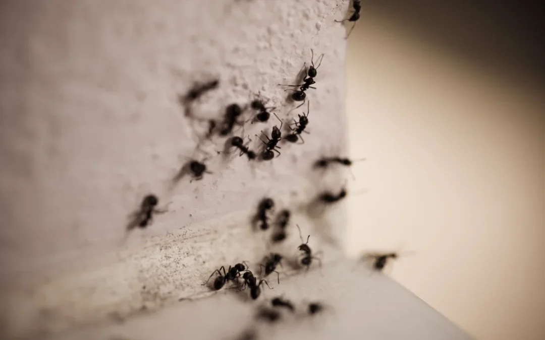 What Types Of Ants Invade Homes In Anaheim, CA?