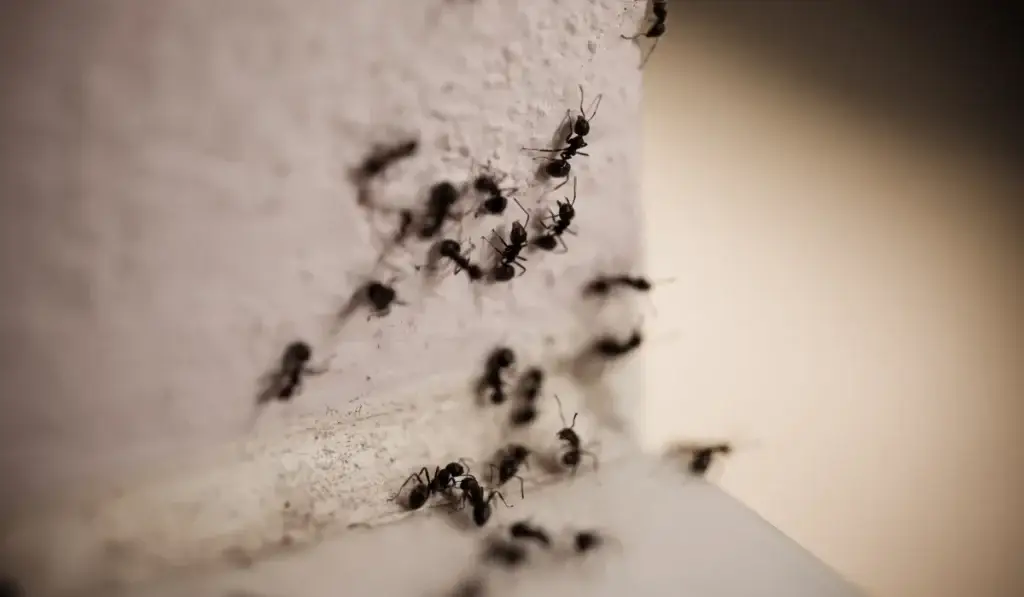 Multiple ants crawling on a white textured surface