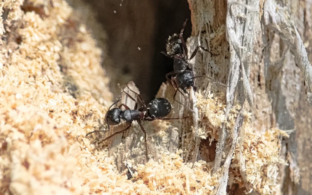 Ants in Irvine, CA: Comprehensive Homeowner Guide