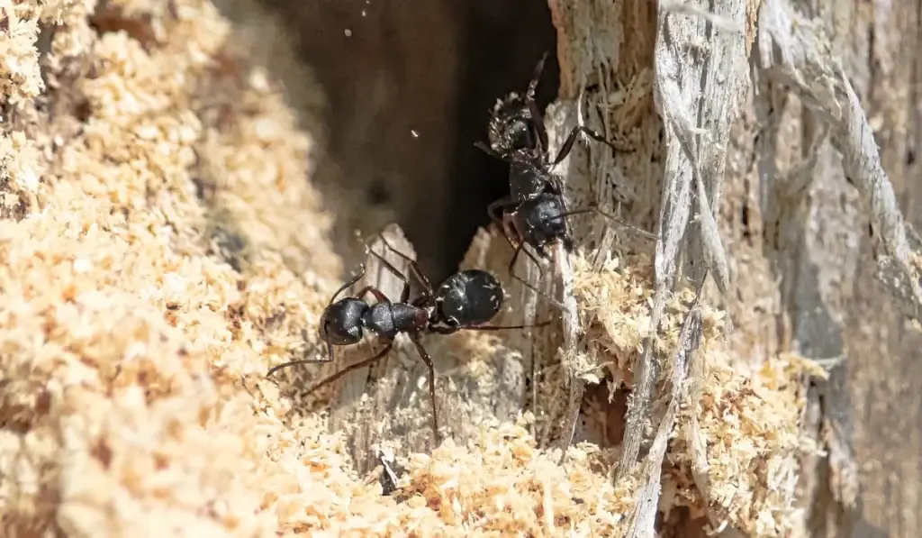 Two dark carpenter ants on wood debris and gray concrete surface